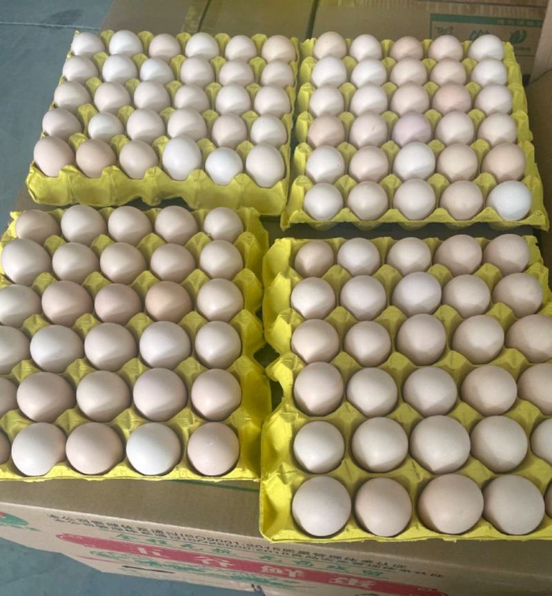 鸡蛋红心粉蛋白壳蛋大厂精品货可视频验货样品30箱起步