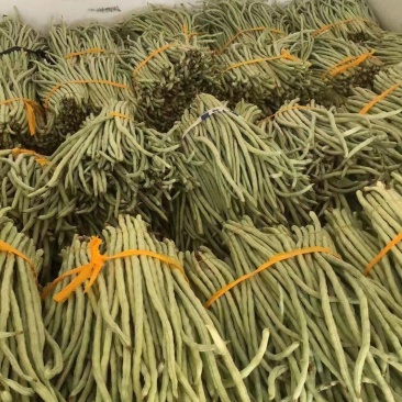 精品豆角货源充足产地发货量大从优质量保证欢迎咨询