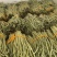 精品豆角货源充足产地发货量大从优质量保证欢迎咨询