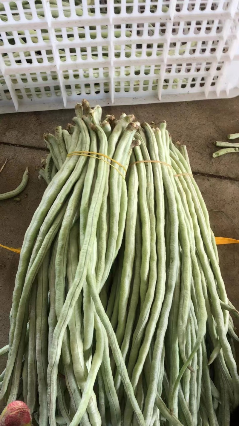 精品豆角货源充足产地发货量大从优质量保证欢迎咨询