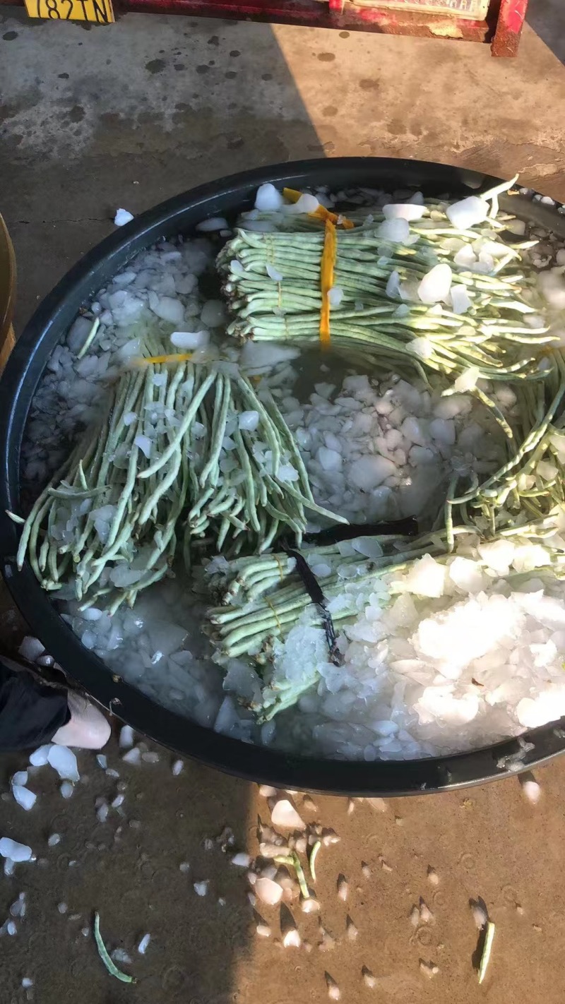 精品豆角货源充足产地发货量大从优质量保证欢迎咨询