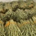 精品豆角货源充足产地发货量大从优质量保证欢迎咨询