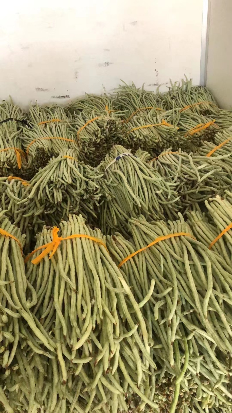 精品豆角货源充足产地发货量大从优质量保证欢迎咨询