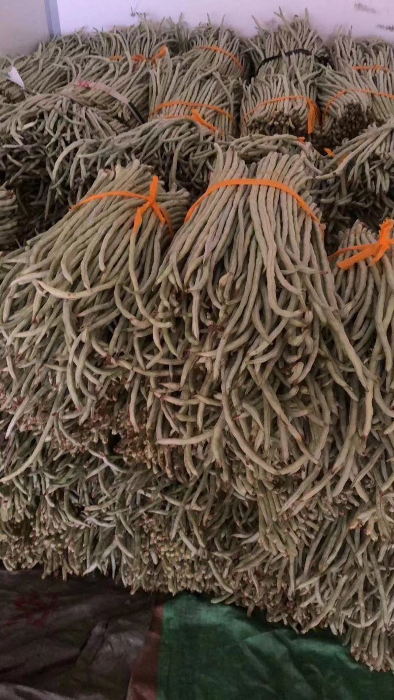 精品豆角货源充足产地发货量大从优质量保证欢迎咨询