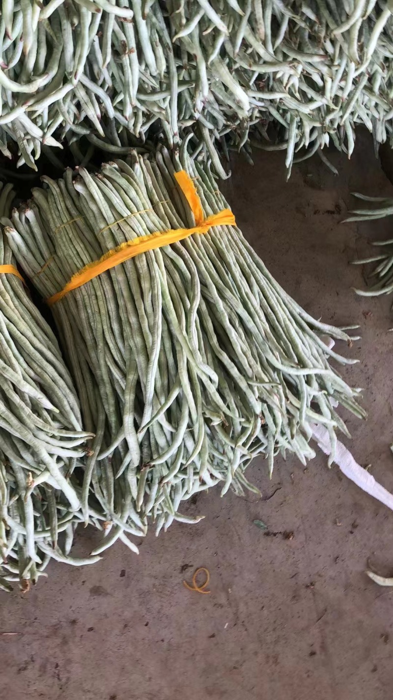 精品豆角货源充足产地发货量大从优质量保证欢迎咨询