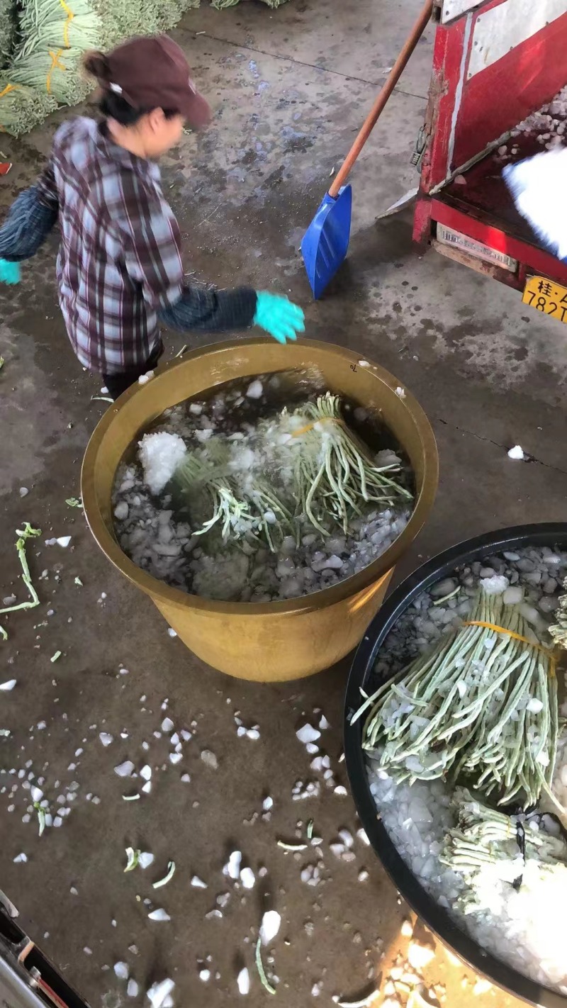 精品豆角货源充足产地发货量大从优质量保证欢迎咨询