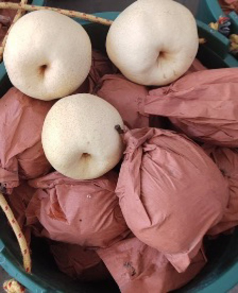 陕西渭南套袋酥梨糖度高口感好产地直发量大价优
