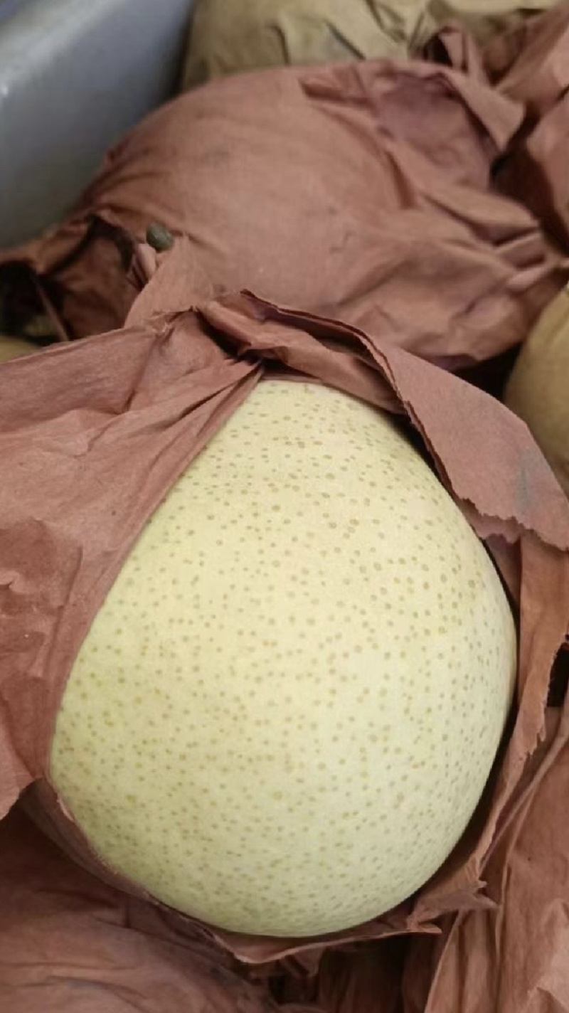 陕西渭南套袋酥梨糖度高口感好产地直发量大价优