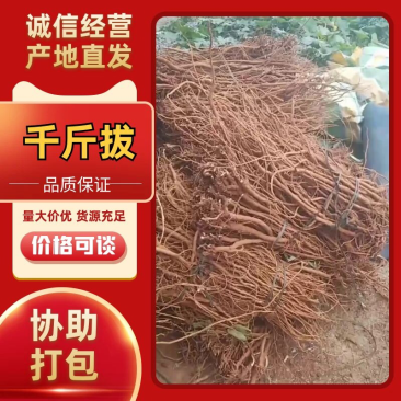 【精品】广西优质千斤拔大量供应产地直发品质保障