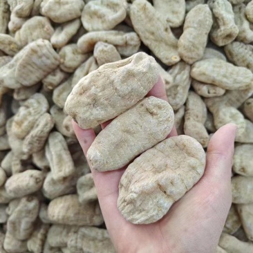 云南天麻产地货源量大从优欢迎联系支持视频看货