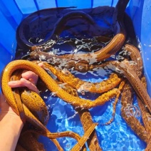 湖北土黄鳝大黄鳝规格齐全长年有货产地直达欢迎咨询