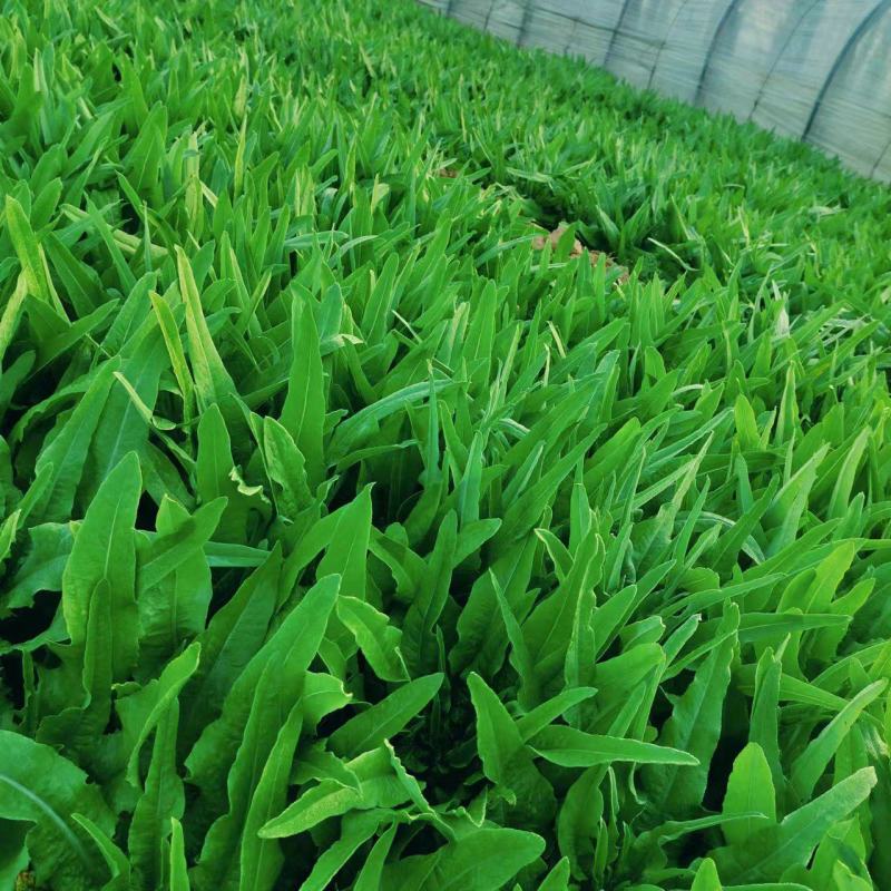 油麦菜