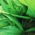 油麦菜