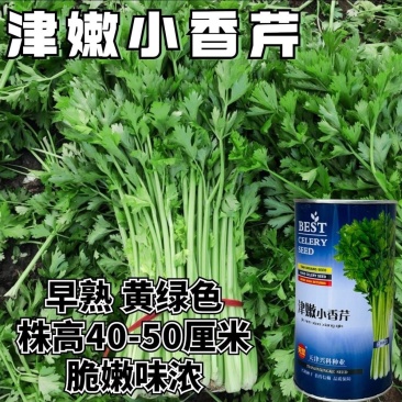 津嫩小香芹种子速生早熟纤维少口感佳基地种植芹菜种籽高产抗