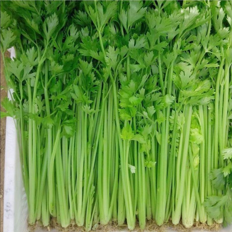 津嫩小香芹种子速生早熟纤维少口感佳基地种植芹菜种籽高产抗