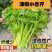 津嫩小香芹种子速生早熟纤维少口感佳基地种植芹菜种籽高产抗
