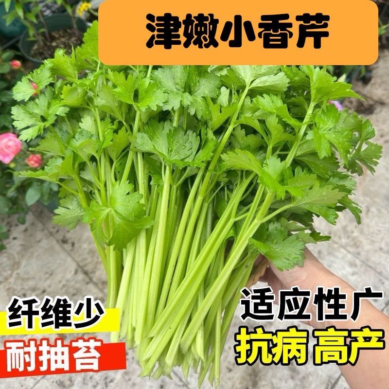 津嫩小香芹种子速生早熟纤维少口感佳基地种植芹菜种籽高产抗