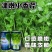津嫩小香芹种子速生早熟纤维少口感佳基地种植芹菜种籽高产抗