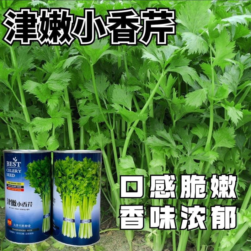 津嫩小香芹种子速生早熟纤维少口感佳基地种植芹菜种籽高产抗