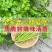 津嫩小香芹种子速生早熟纤维少口感佳基地种植芹菜种籽高产抗