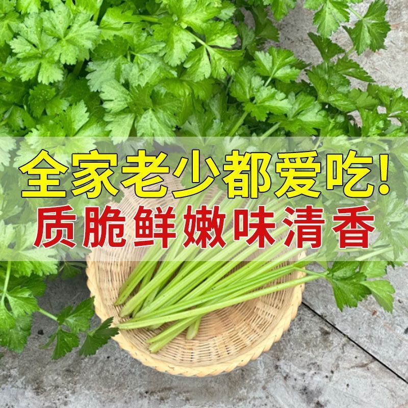 津嫩小香芹种子速生早熟纤维少口感佳基地种植芹菜种籽高产抗