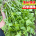津嫩小香芹种子速生早熟纤维少口感佳基地种植芹菜种籽高产抗