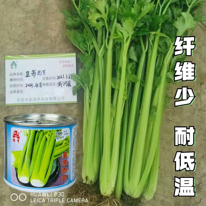 绿亨皇帝西芹种子中早熟黄绿柄香味浓郁高产耐寒高端西芹芹菜