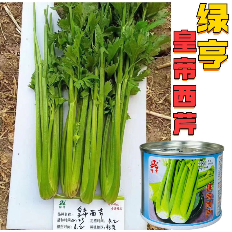 绿亨皇帝西芹种子中早熟黄绿柄香味浓郁高产耐寒高端西芹芹菜