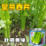 绿亨皇帝西芹种子中早熟黄绿柄香味浓郁高产耐寒高端西芹芹菜