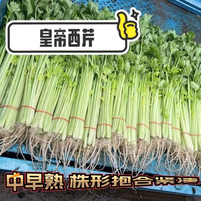 绿亨皇帝西芹种子中早熟黄绿柄香味浓郁高产耐寒高端西芹芹菜