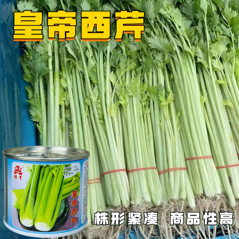 绿亨皇帝西芹种子中早熟黄绿柄香味浓郁高产耐寒高端西芹芹菜
