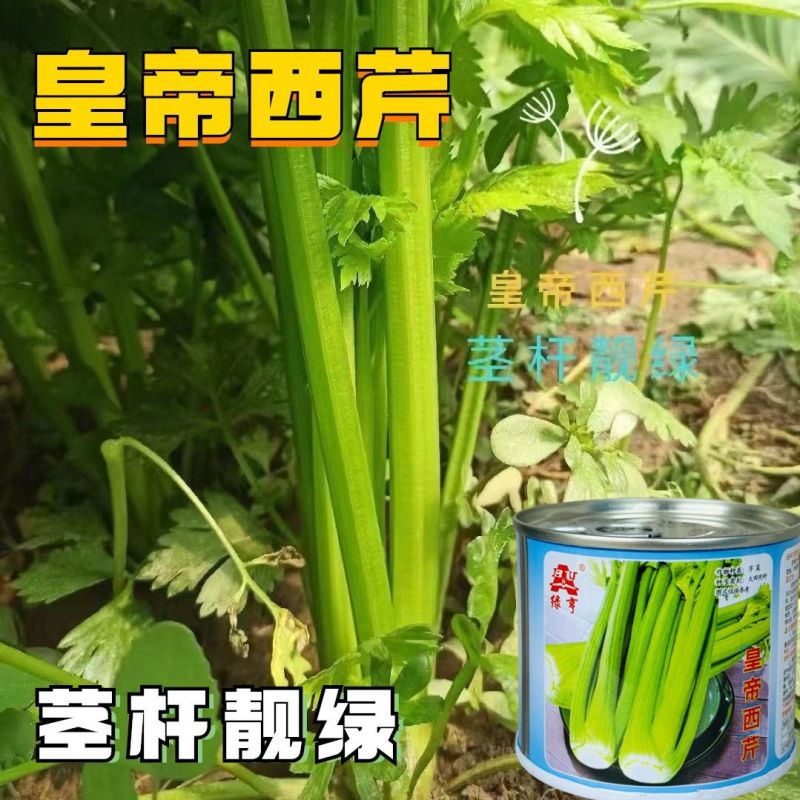 绿亨皇帝西芹种子中早熟黄绿柄香味浓郁高产耐寒高端西芹芹菜