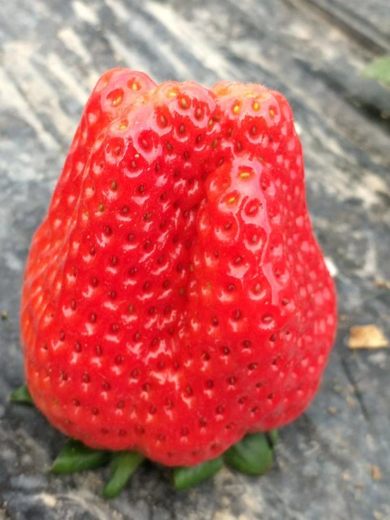 红颜草莓精品草莓大量上市产地货源可发全国量大质优