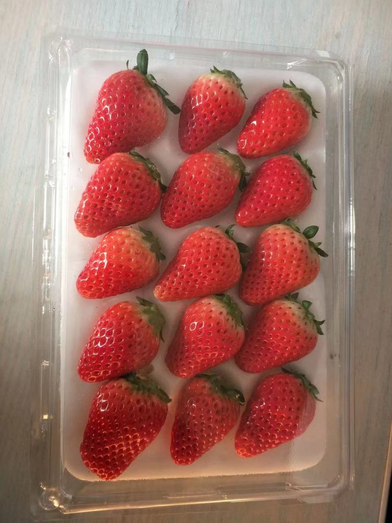 红颜草莓精品草莓大量上市产地货源可发全国量大质优
