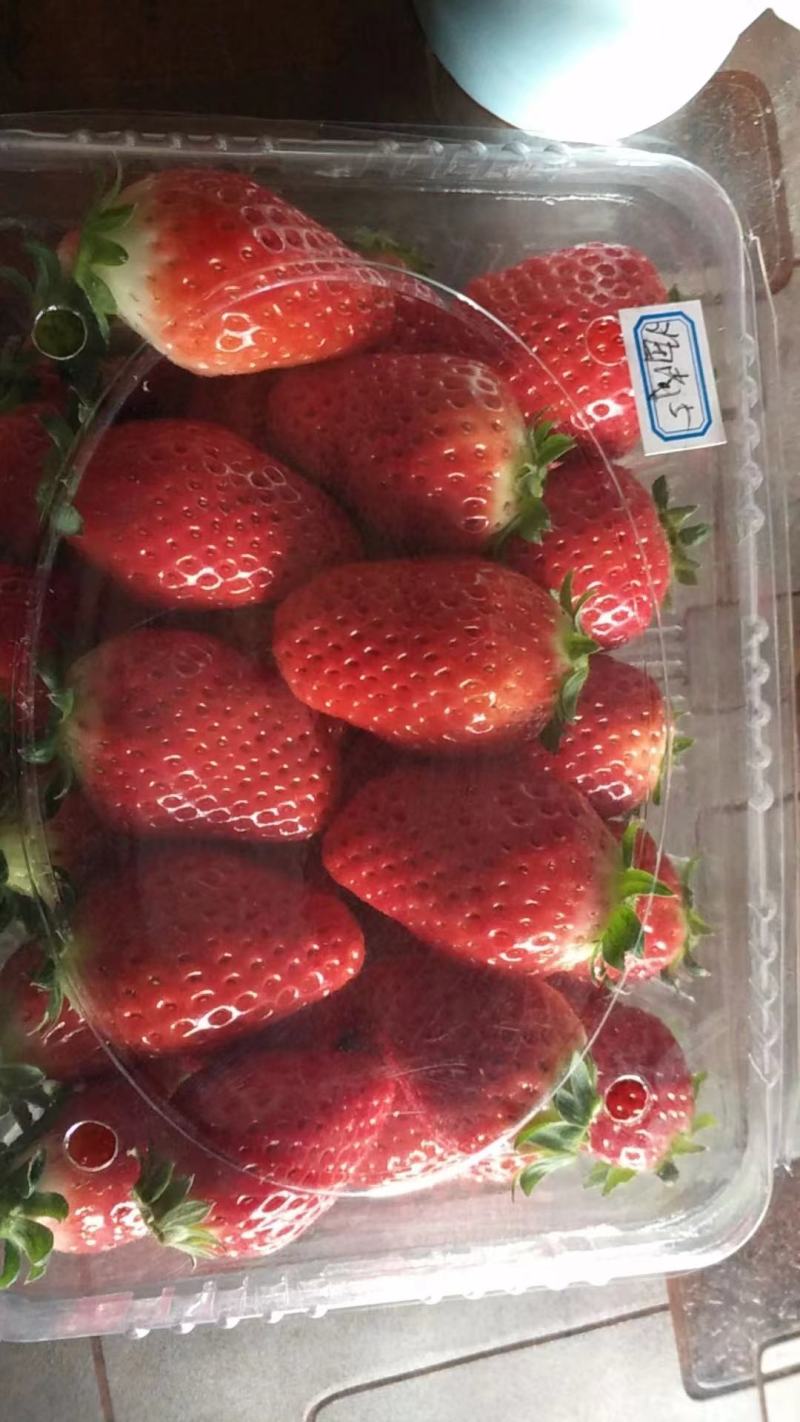 红颜草莓精品草莓大量上市产地货源可发全国量大质优