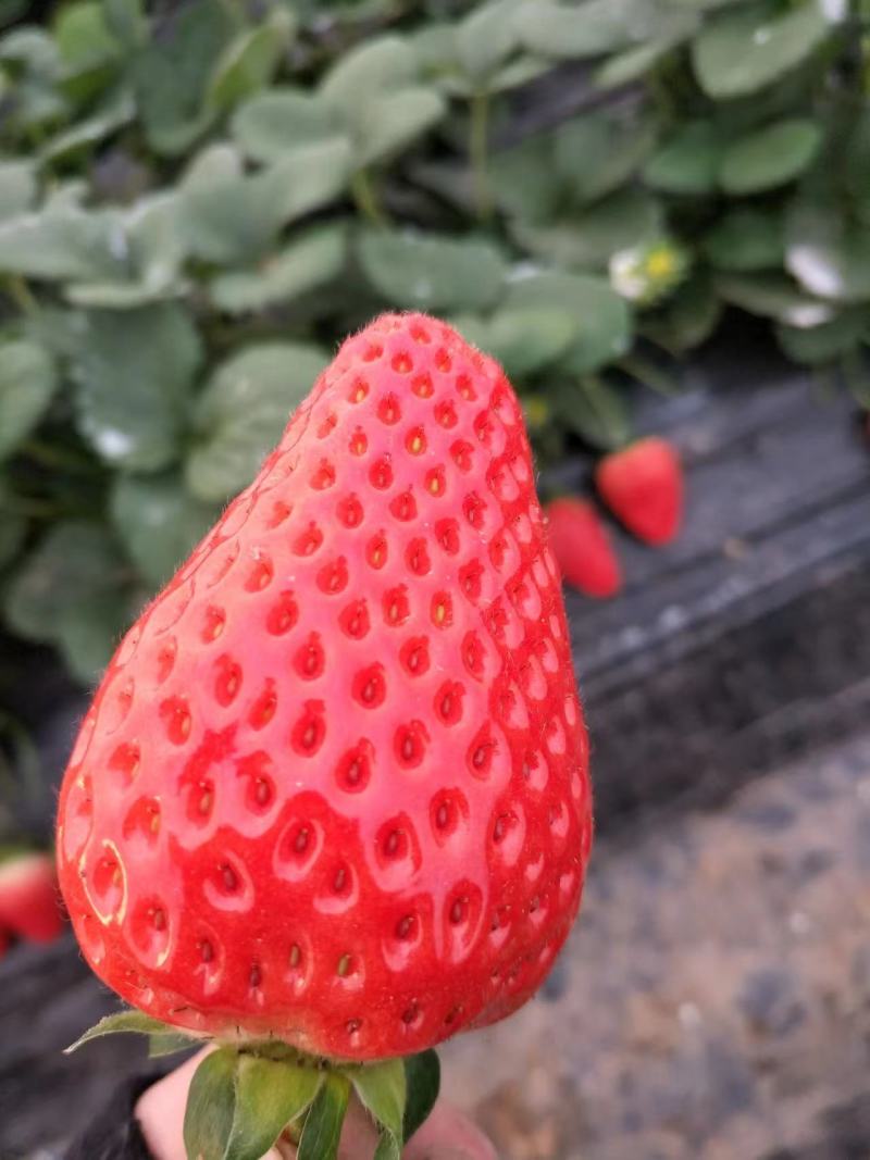 红颜草莓精品草莓大量上市产地货源可发全国量大质优