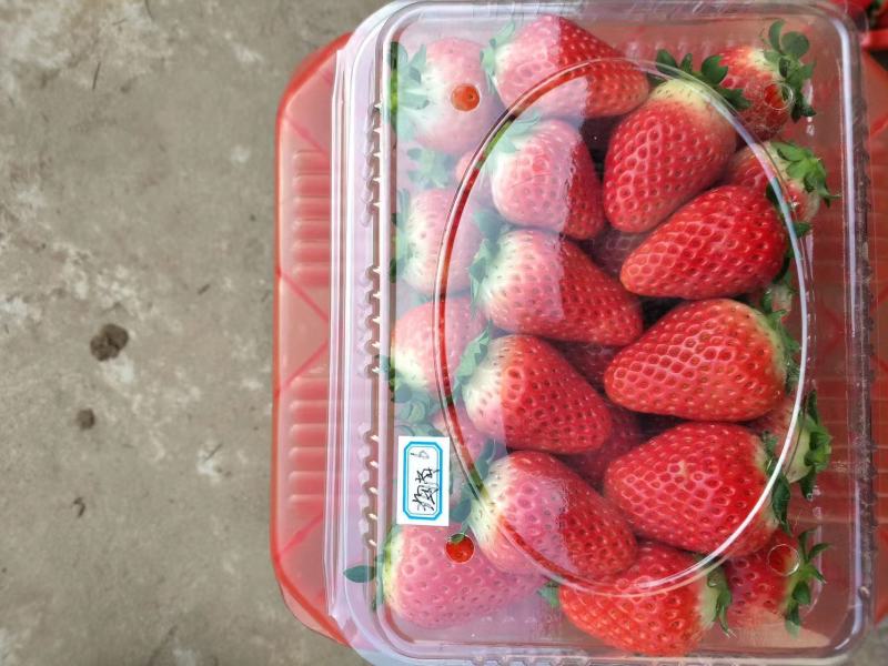 红颜草莓精品草莓大量上市产地货源可发全国量大质优