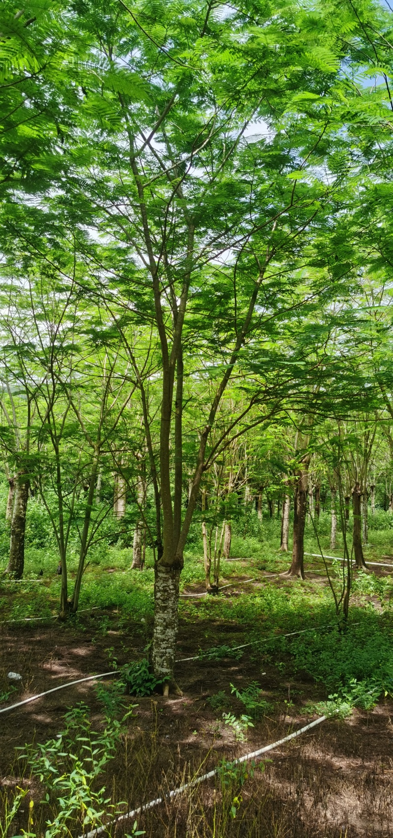 雨树凤凰树各种规格都有