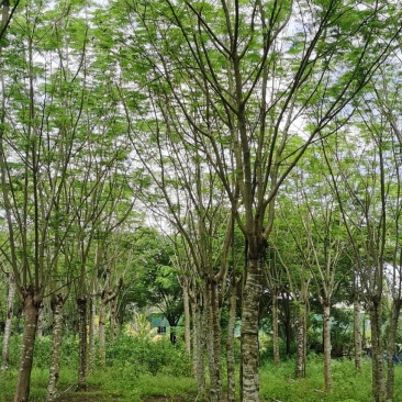 雨树凤凰树各种规格都有
