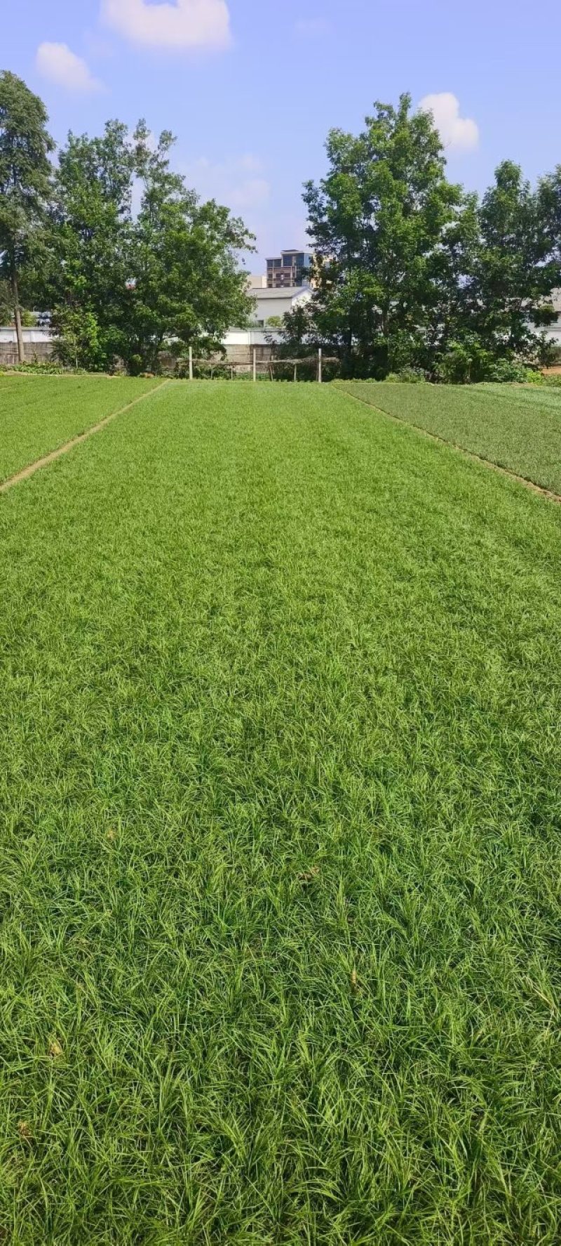 麦冬草货源充足，产地直发，诚信经营，欢迎客商来电