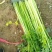芹菜河北饶阳蔬菜之乡大量现货供应随时联系看货