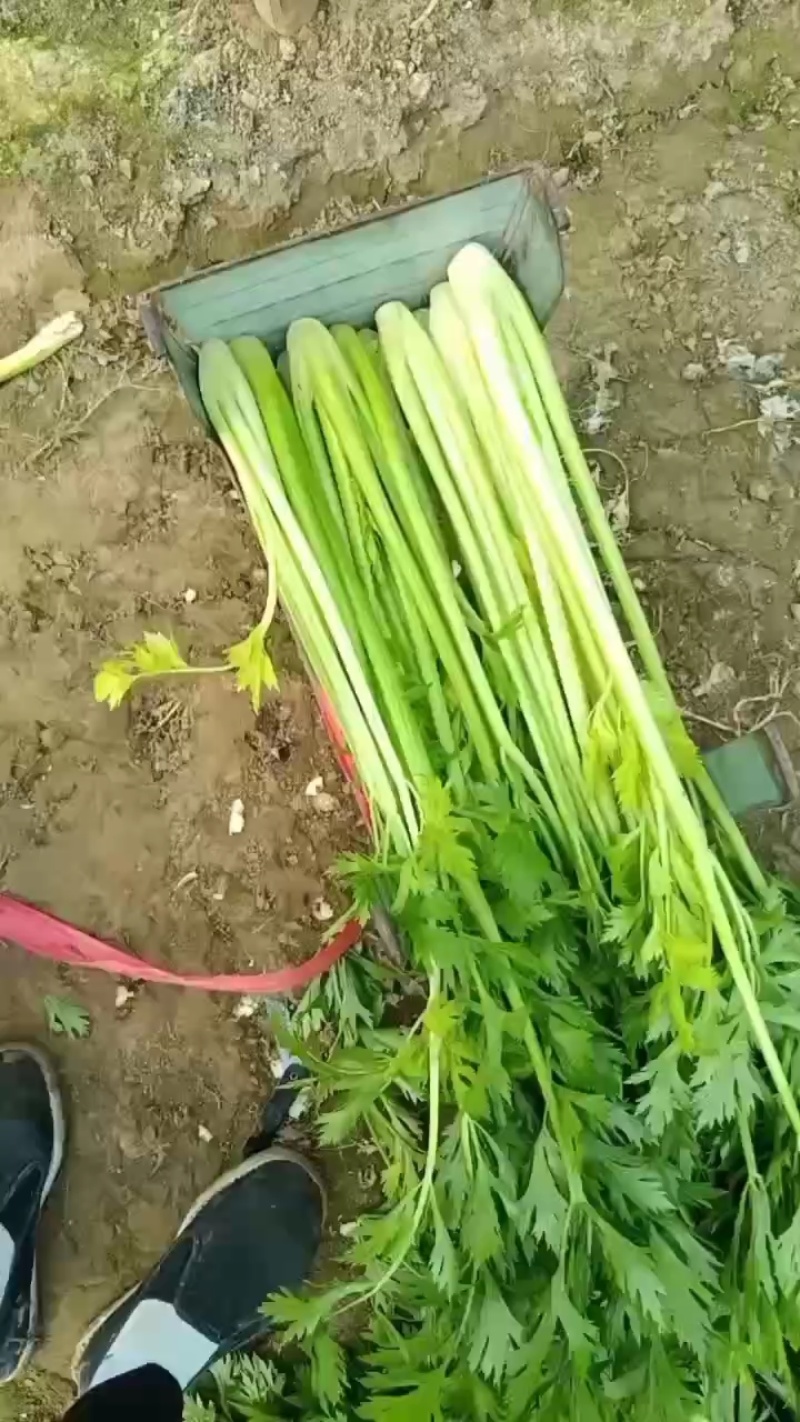芹菜河北饶阳蔬菜之乡大量现货供应随时联系看货