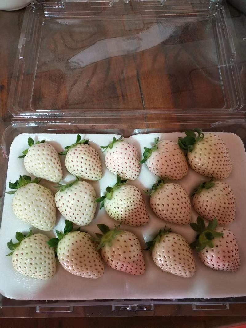 白色恋人草莓天使一号草莓大量上市产地货源可发全国量大质优