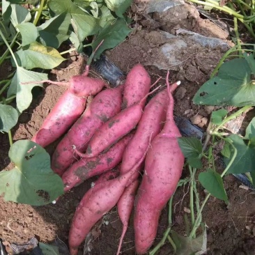 襄城县崔结实代收各种疏菜瓜果欢迎您，精品商暑19