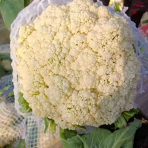 菜花白面菜花，高品质低价位量大从优