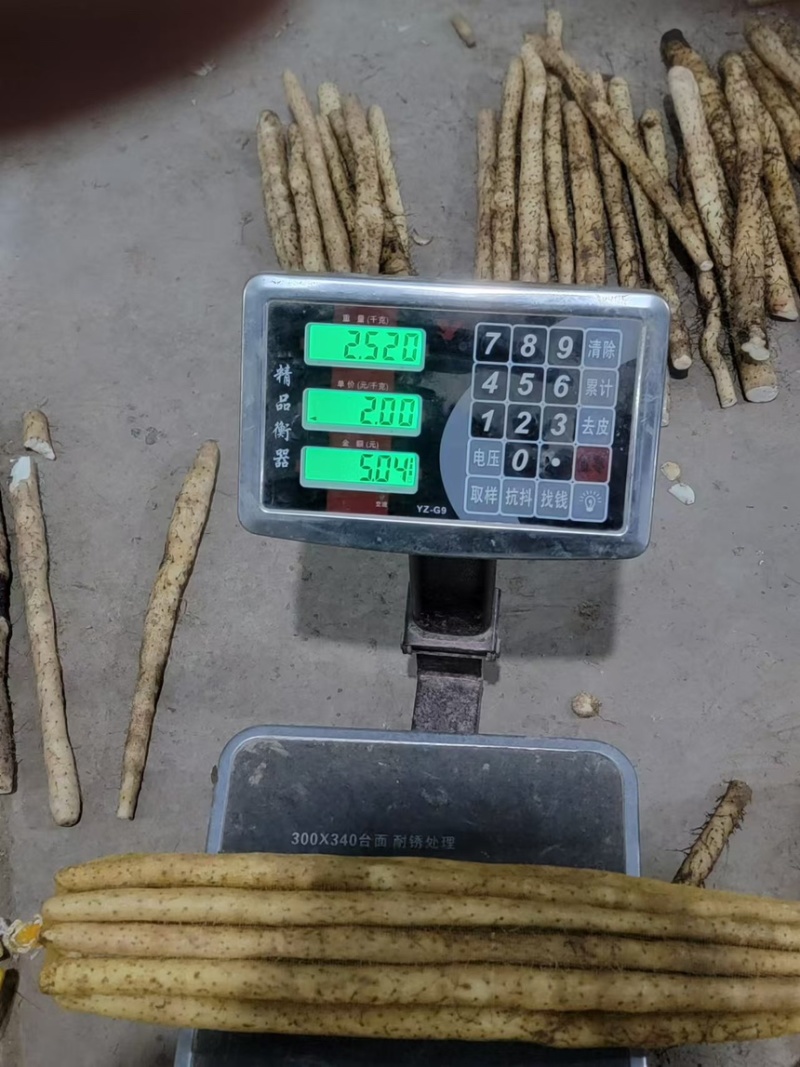 河北山药小白嘴山药代办加工自有水洗厂可视频看货