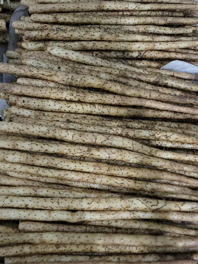 河北山药小白嘴山药代办加工自有水洗厂可视频看货
