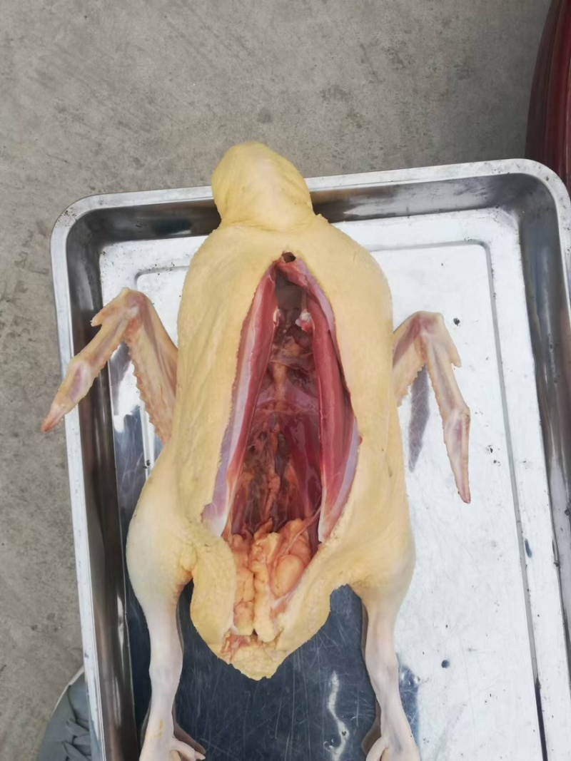 番鸭