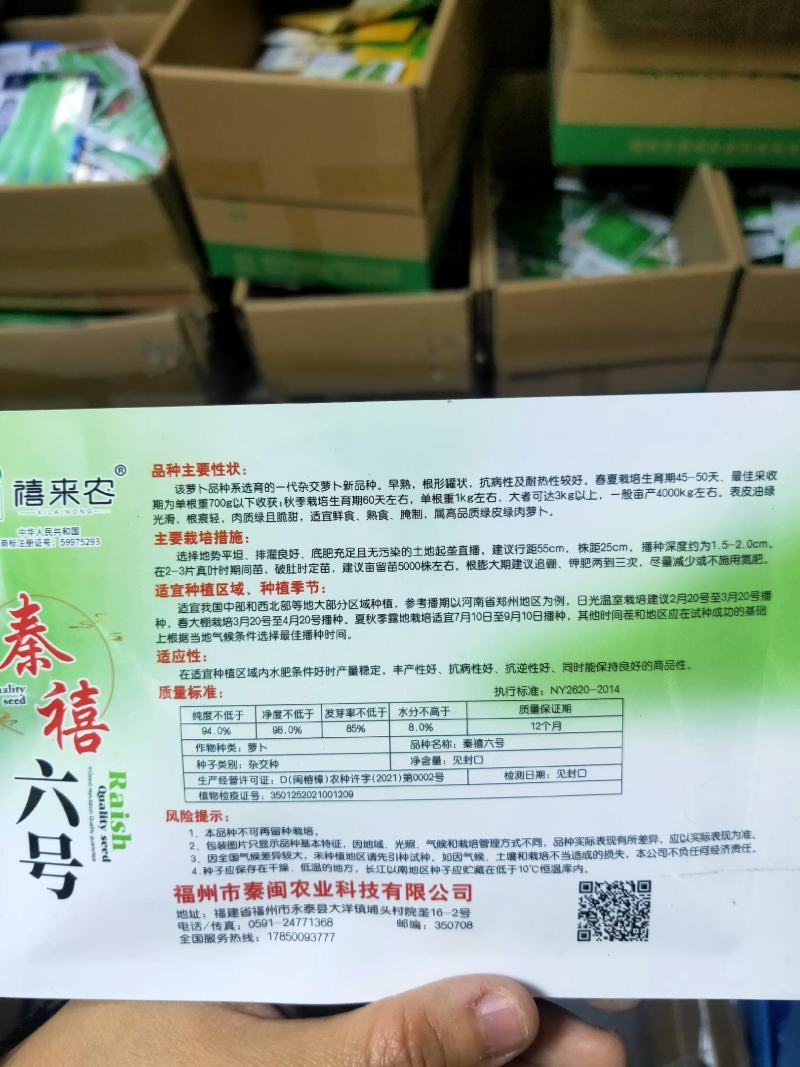 秦禧六号水果萝卜种子早熟耐热性好绿皮绿肉口感好春夏秋种