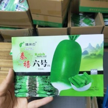 秦禧六号水果萝卜种子早熟耐热性好绿皮绿肉口感好春夏秋种